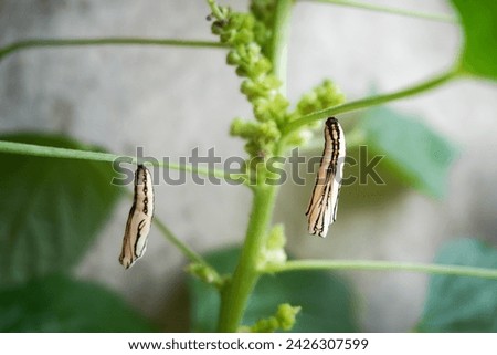 Caterpillar transforms to pupa hanging sticks to a tree trunk or bush. The initial stage of insect life is in the form of butterfly or moth larvae. Royalty-Free Stock Photo #2426307599