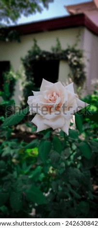 A Beautifull White Rose Picture 