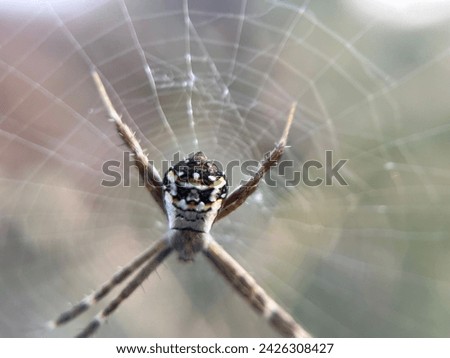 Close up picture of Silver argiope spider.