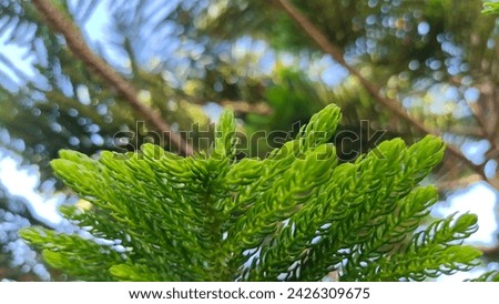 Norfolk island pine, House wine, single leaves change shape to resemble scales. elliptical triangle The pointed tip curves inward and has a thorny lobe.