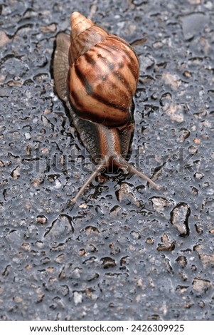 Close-up photo of snails crawling on asphalt road after rain