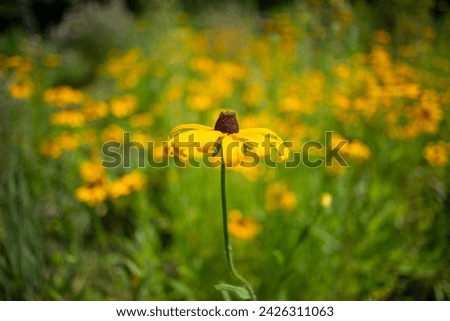isolated yellow flower with dark brown disk floret on a defocused background of green and yellow