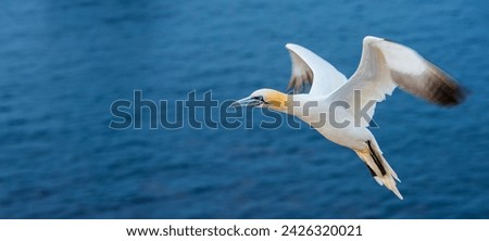 Northern gannet (Morus bassanus), Helgoland island ,Germany Royalty-Free Stock Photo #2426320021