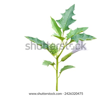 Datura stramonium or thorn apple has been used as folk medicine and traditional medicine for centuries Royalty-Free Stock Photo #2426320475