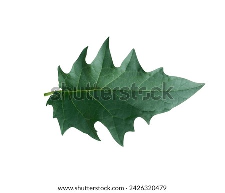Datura stramonium or thorn apple has been used as folk medicine and traditional medicine for centuries Royalty-Free Stock Photo #2426320479