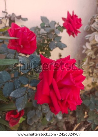 best fresh red roses picture
