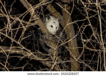  The Virginia opossum (Didelphis virginiana), also known as the North American opossum, climbing on the tree. Wild night scene from Ohio.