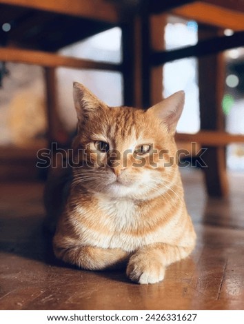 A very adorable orange cat is sitting relaxed.