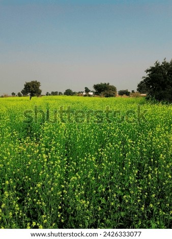 This Is A mustard Plants Seed Farm picture 