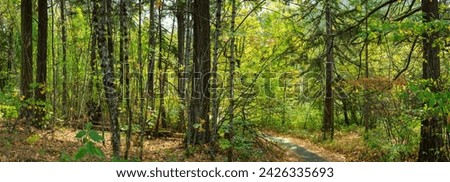 Summer Serenity: Panoramic 4K Ultra HD Image of Forest Trail