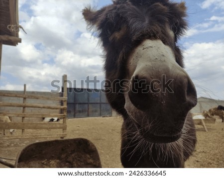 agriculture, animal behavior, animal ear, animal husbandry, animal photography, autumn, beautiful donkey, brown, canada, cattle, countryside, cow, cute donkey, dairy, domestic, donkey isolated, eating Royalty-Free Stock Photo #2426336645