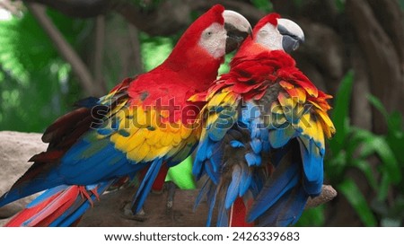 Scarlet macaw on a branch. Royalty-Free Stock Photo #2426339683