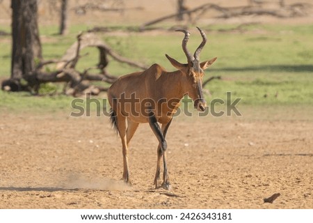 Red hartebeest, Cape hartebeest or Caama - Alcelaphus buselaphus caama going. Photo from Kgalagadi Transfrontier Park in South Africa. Royalty-Free Stock Photo #2426343181