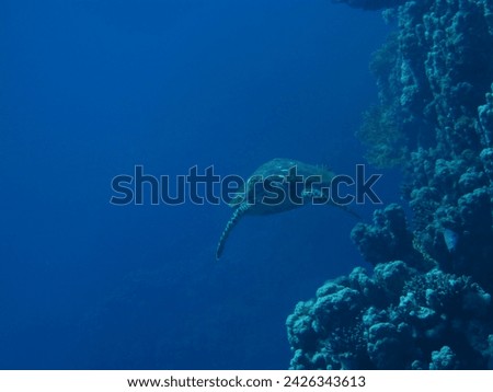 A majestic sea turtle is captured mid-swim near the coral reef, its patterned shell and flippers contrasting with the textured backdrop of corals.