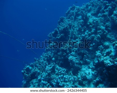 A detailed look at the complex architecture of a coral reef, with its nooks and crannies housing various marine organisms. Royalty-Free Stock Photo #2426344405