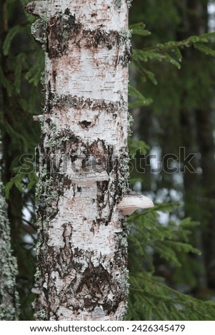 Texture of a birch trunk with mushrooms and moss. Picture of a tree fungus on a birch trunk.