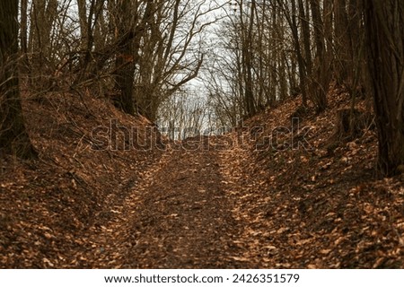 A forest path up the hill between the trees