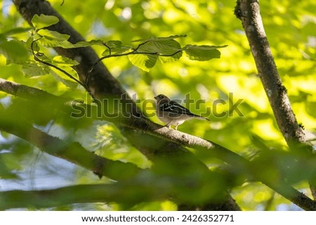 A Chaffinch perched amidst the greenery of Dublin's National Botanic Gardens, its vibrant colors catching the light