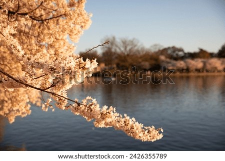 Cherry blossom in washington d.c