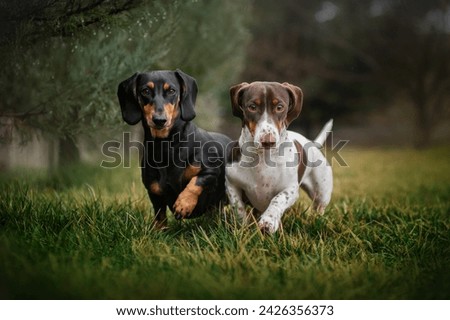 two dogs dachshund black and piebald beautiful portraits on a dark natural background walking on a rainy day