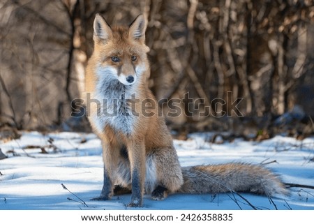 Photo of a red fox looking straight to the nature photographer. 