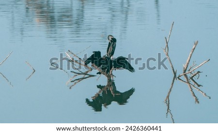 beautiful shot turquoise blue water lake pond bird photography sanctuary brown darters huge wings spread reflection perched on dead tree branch india tamilnadu kerala tourism wallpaper empty space 