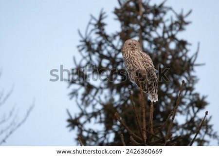 A close-up  picture of an ural owl (Strix uralensis) sitting on a tree branch. Romania ornithology species. Owls of romania.