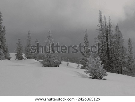Frosted conifer trees in Colorado mountains