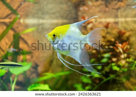 Side Profile Close Up of Single Silver and Yellow Angel Fish Swimming Amongst Aquatic Vegetation in Aquarium with Clear Water