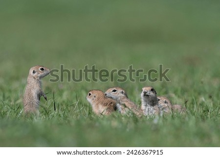 Baby squirrels in green grass. Anatolian Souslik-Ground Squirrel,Spermophilus xanthoprymnus