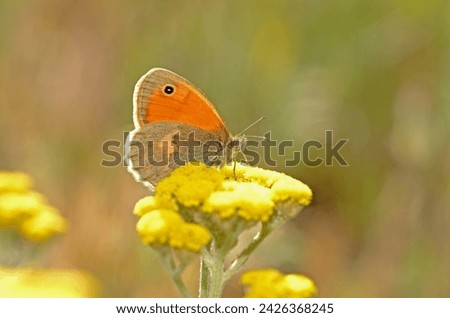 Butterfly on a yellow flower. Small Heath, Coenonympha pamphilus Royalty-Free Stock Photo #2426368245