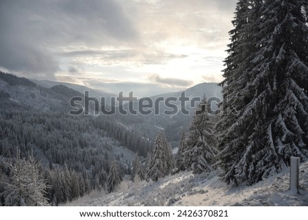 Winter image of mountain pine forest covered with snow. Romania Carpathians