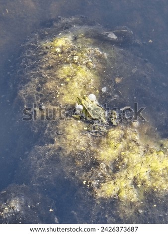 Croaking frog in the pond Royalty-Free Stock Photo #2426373687
