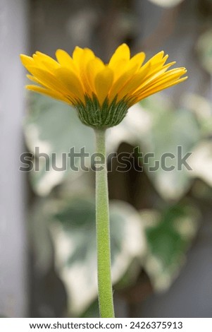 isolated close-up of a yellow gerbera daisy in profile on a defocused background