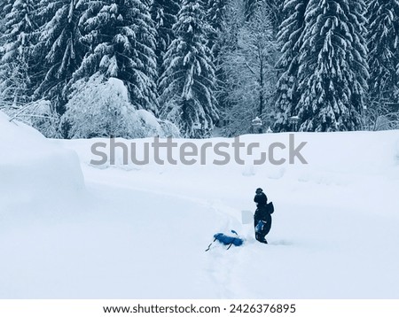 boys playing in the snow,pile of snow,Pine trees,snow games,road in the snow