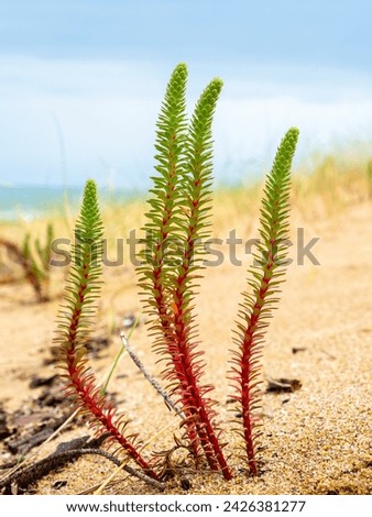 Sea Spurge (Euphorbia paralias) isolated in the sand of a beach with blurred background Royalty-Free Stock Photo #2426381277