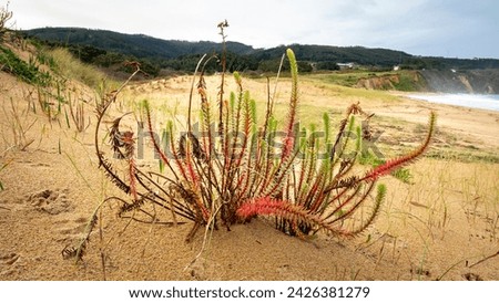 Sea Spurge (Euphorbia paralias) isolated in the sand of a beach with blurred background Royalty-Free Stock Photo #2426381279