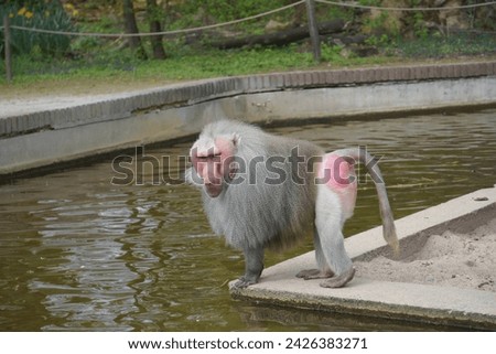 Hamadryas baboon or Papio hamadryas  in Krefeld Zoo,is a species of baboon within the Old World monkey family.Native to the Horn of Africa and the southwestern region of the Arabian Peninsula.