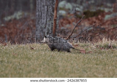 An opossum walking to the woods across a lawn