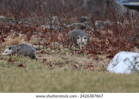 Two opossums looking for food in a rural backyard