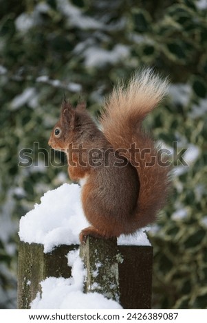A beautiful cute red squirrel sits on a snowy gate post. Its furry tail and ears with its distinctive colour makes for a fun and lovely picture. Looking nice posing for the camera