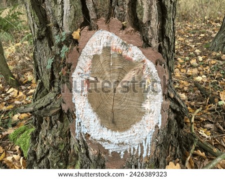 Symbols in nature - a clock on a tree. The healed place where the branch was cut off. Time creates special formations in nature. While walking through the forest we find various shapes.