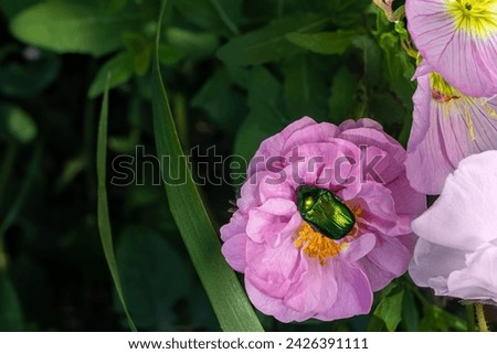 Large green beetle sits on Damask rose. Cetonia aurata, green rose chafer. Scarabaeidae. Royalty-Free Stock Photo #2426391111