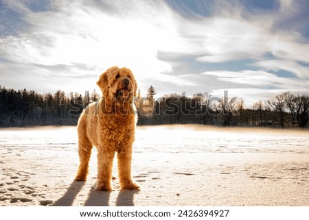 Labradoodle in winter landsape, cute dog