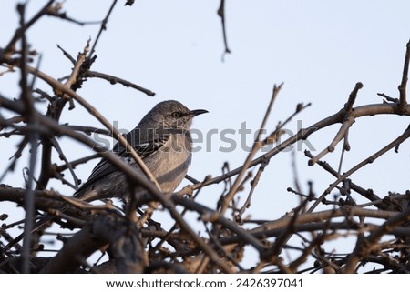 Northern Mockingbird Grey Bird Perched in Tree Branches in Garden