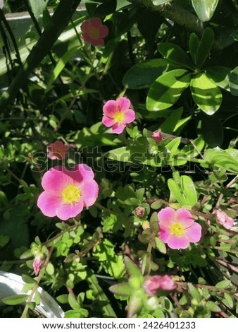 Plants with pink flowers that have just bloomed.