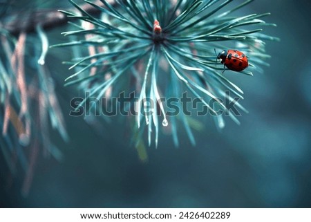 Ladybug on a pine branch with drops of dew on the needles