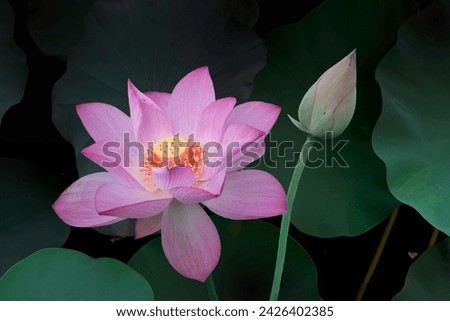 Blooming lotus flower in pond