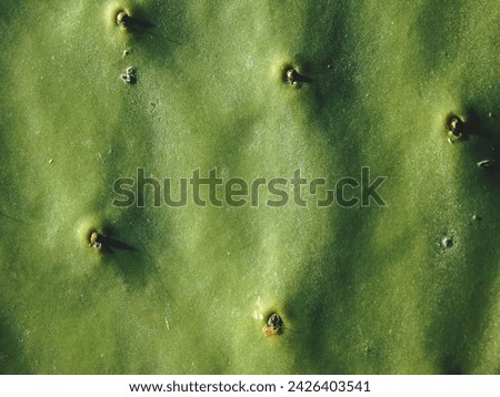 close up of a prickly pear leaf
