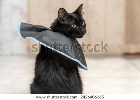 The cat wears a cone collar to protect and prevent licking the wound after sterilization. Neutering the male cat. Sick cat concept. wearing a transparent plastic Elizabethan collar, plastic cone Royalty-Free Stock Photo #2426406265